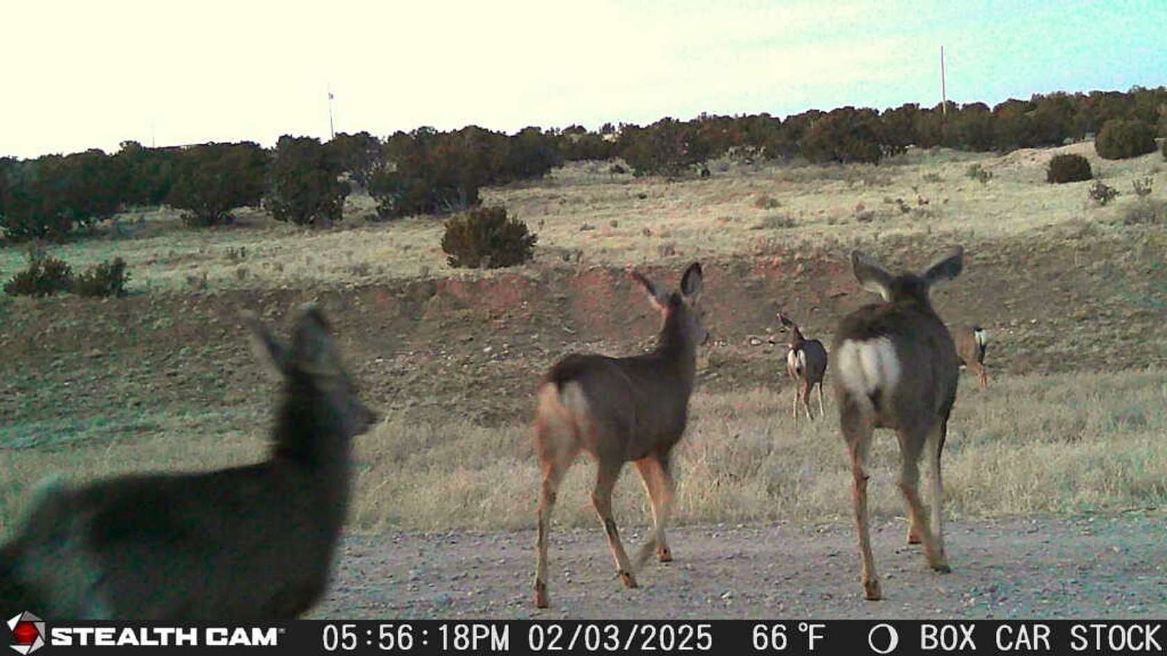 1,040 Acres of Land with Home for Sale in Mountainair, New Mexico