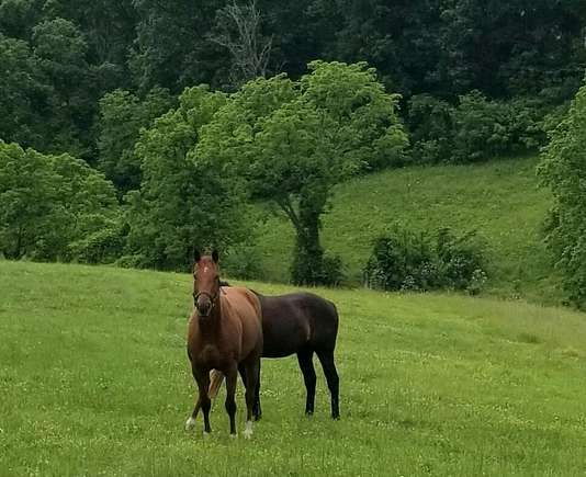 59.15 Acres of Land for Sale in Harrodsburg, Kentucky