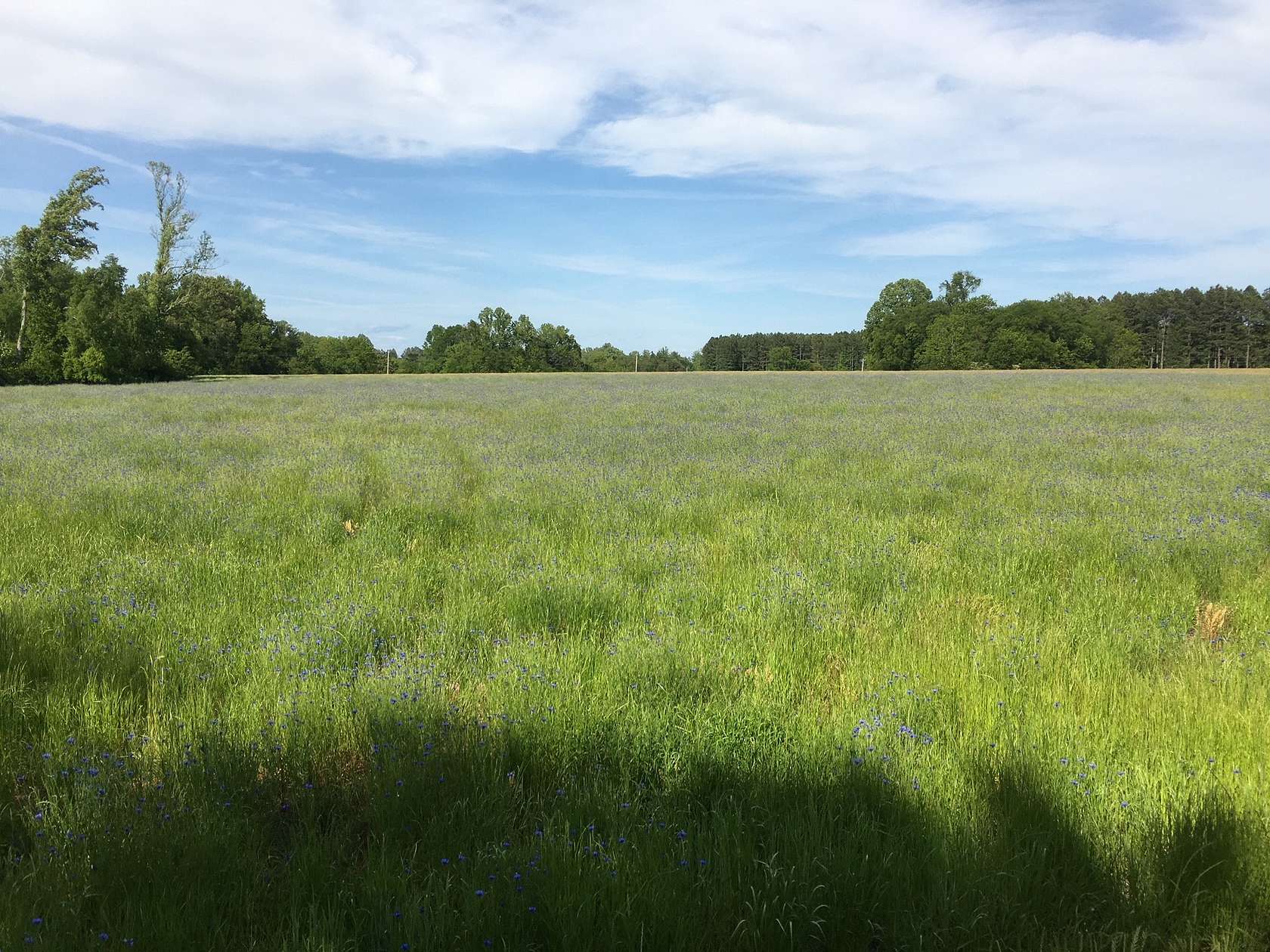 56.71 Acres of Agricultural Land for Sale in Mocksville, North Carolina