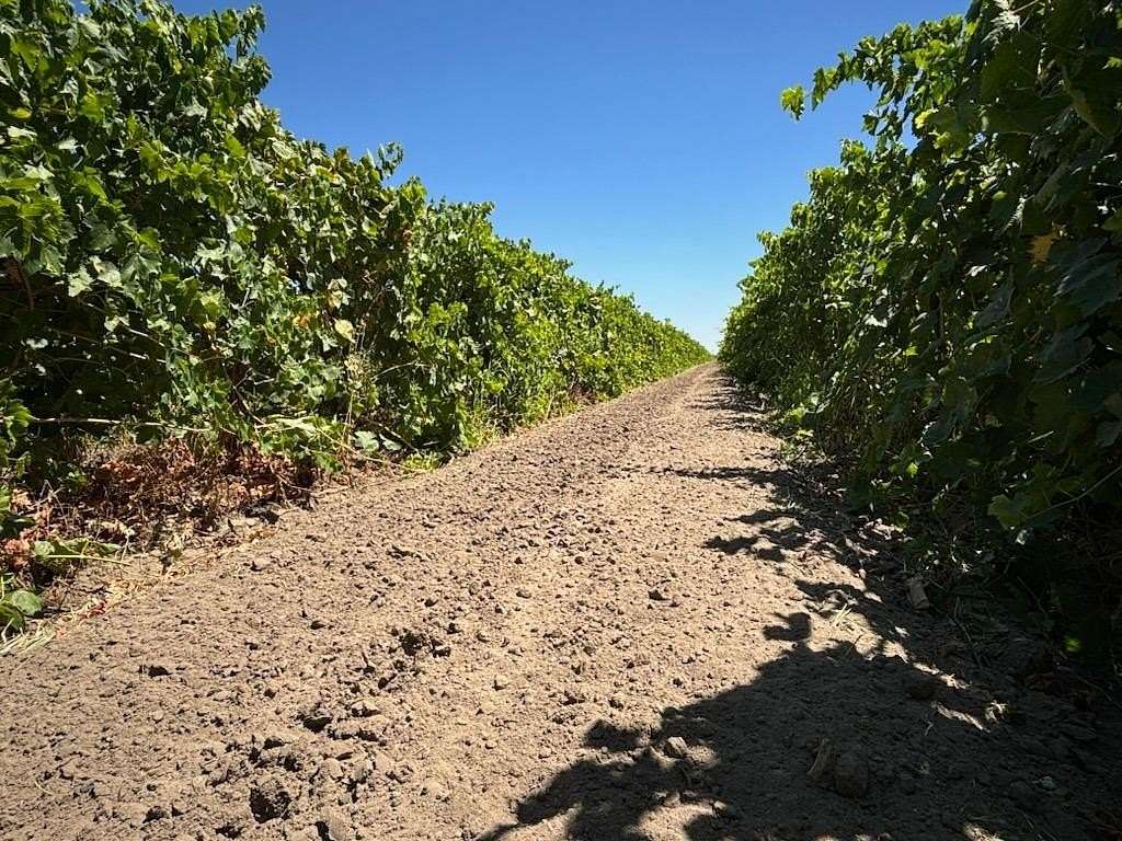 39.39 Acres of Agricultural Land for Sale in Madera, California