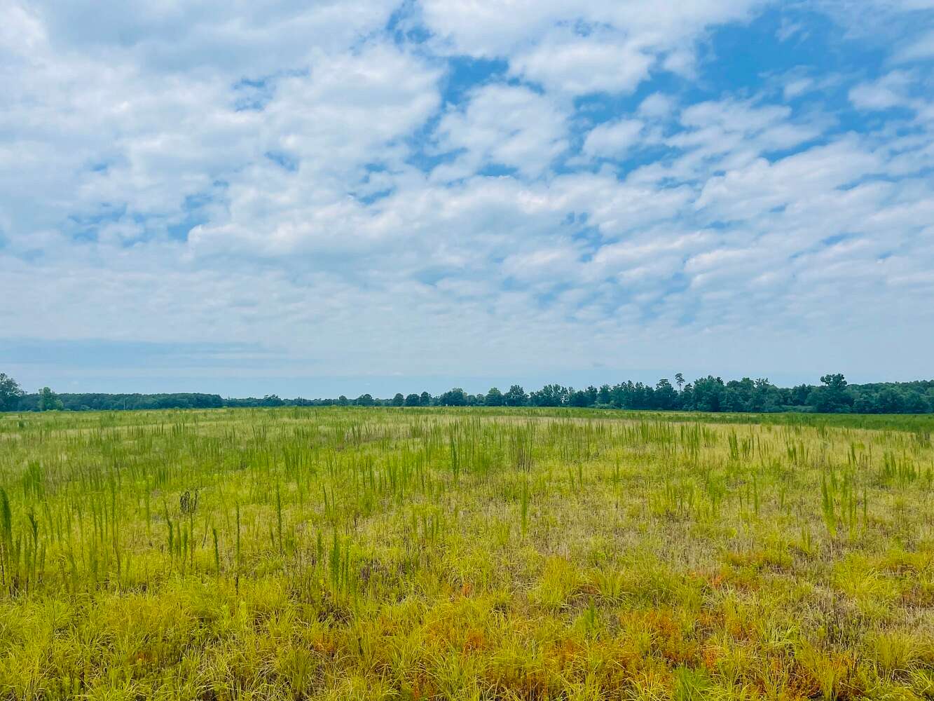 50 Acres of Recreational Land & Farm for Sale in Magnolia, North Carolina