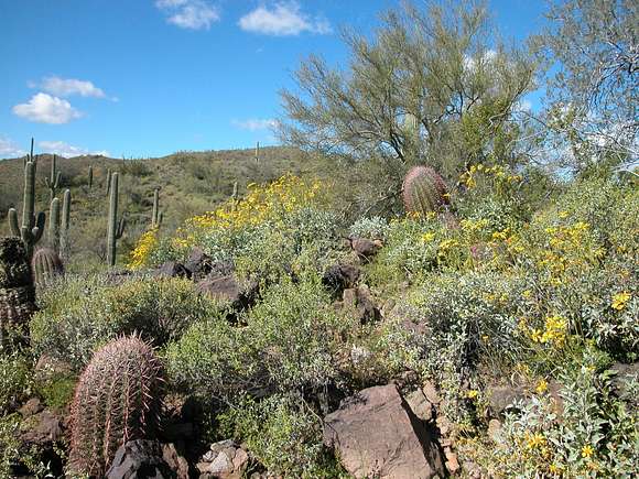 40.2 Acres of Land for Sale in Peoria, Arizona