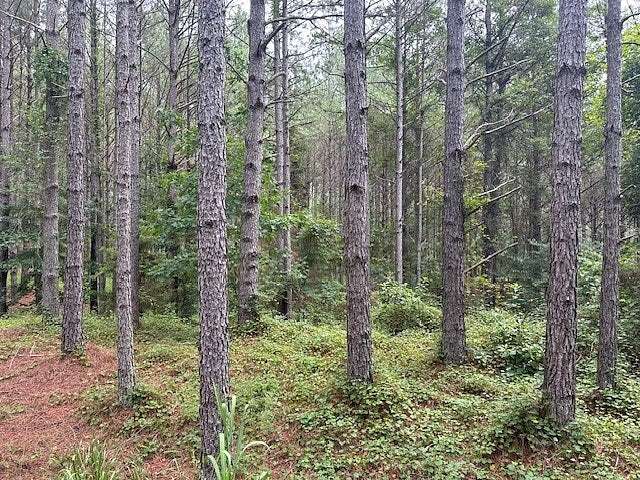 89 Acres of Recreational Land for Sale in Red Bay, Alabama