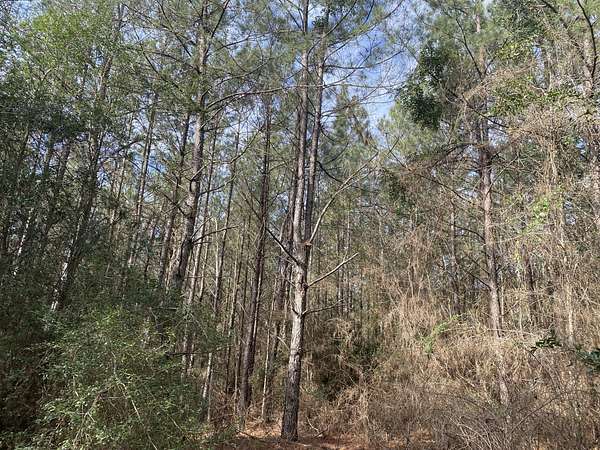 124 Acres of Recreational Land for Sale in Center, Texas