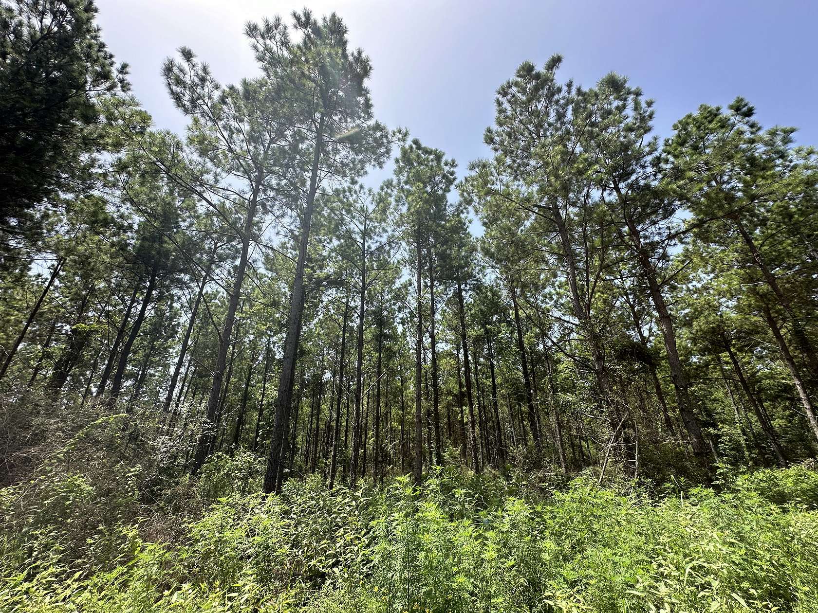 238 Acres of Recreational Land for Sale in San Augustine, Texas