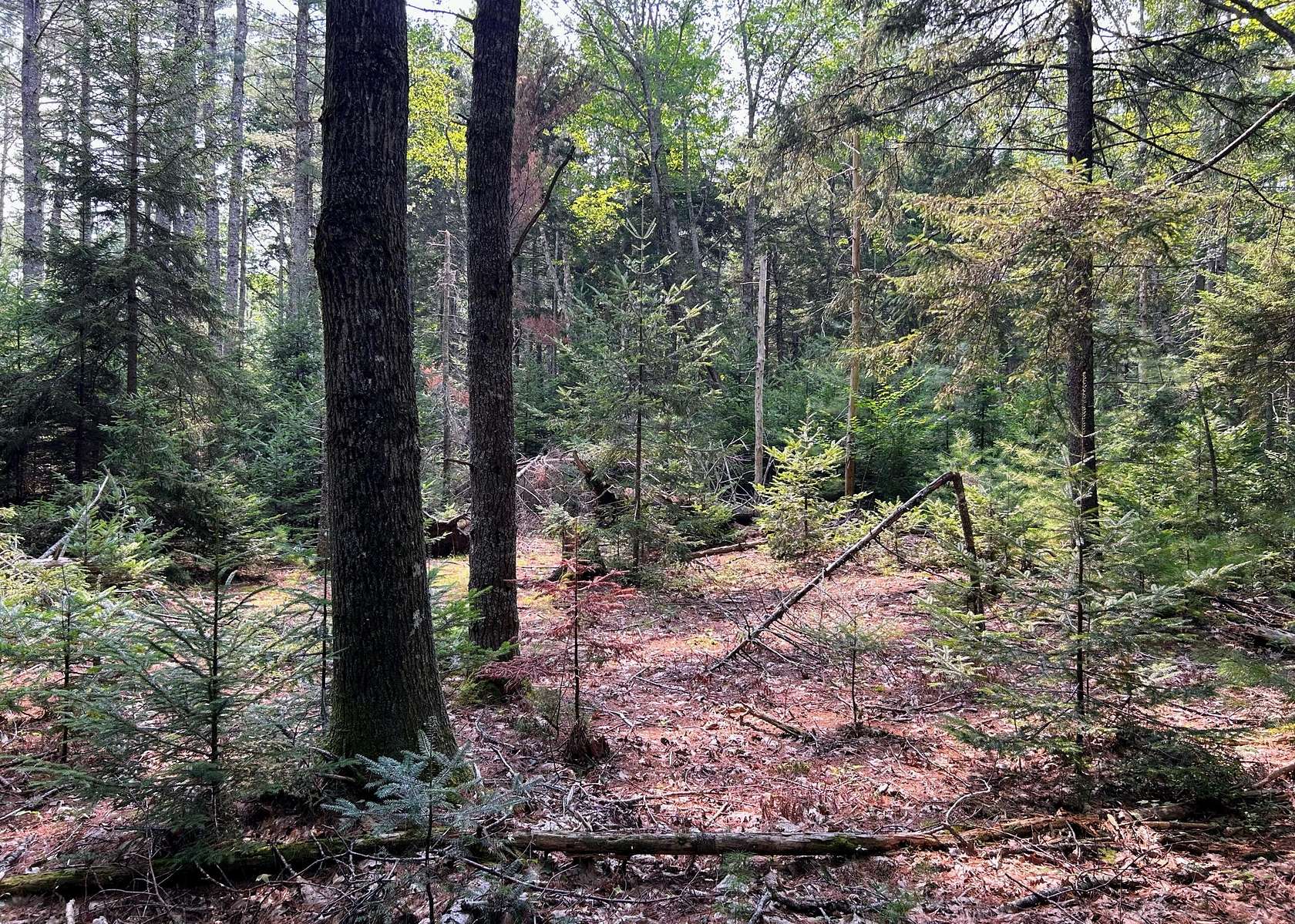 9 Acres of Land for Sale in Penobscot, Maine