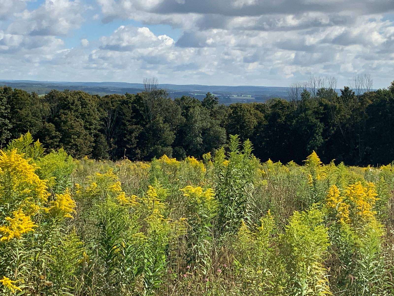 11.01 Acres of Land for Sale in Berkshire, New York