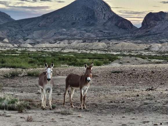 20 Acres of Recreational Land for Sale in Terlingua, Texas