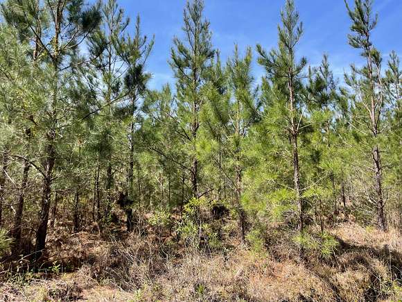 10 Acres of Residential Land for Sale in Cottageville, South Carolina