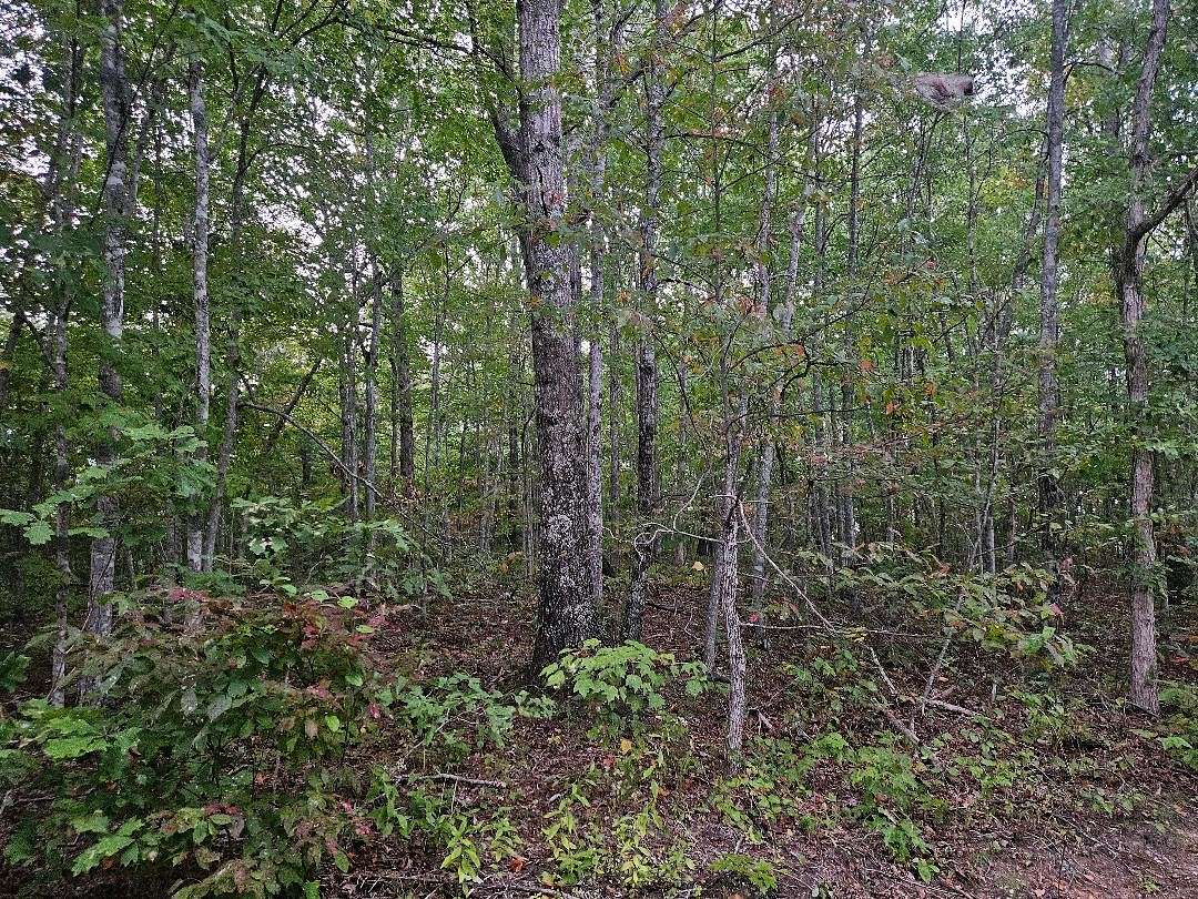 60 Acres of Recreational Land for Sale in Wilder, Tennessee