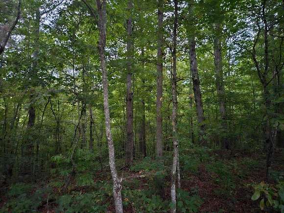 65 Acres of Land for Sale in Wilder, Tennessee