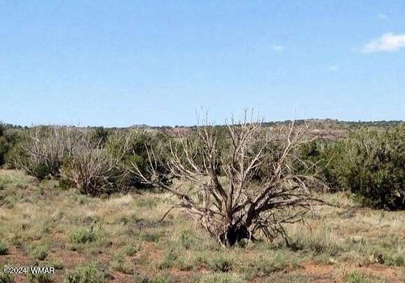 20 Acres of Recreational Land for Sale in Concho, Arizona