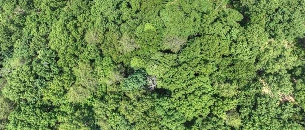 1 Acre of Land for Sale in Cherry Log, Georgia