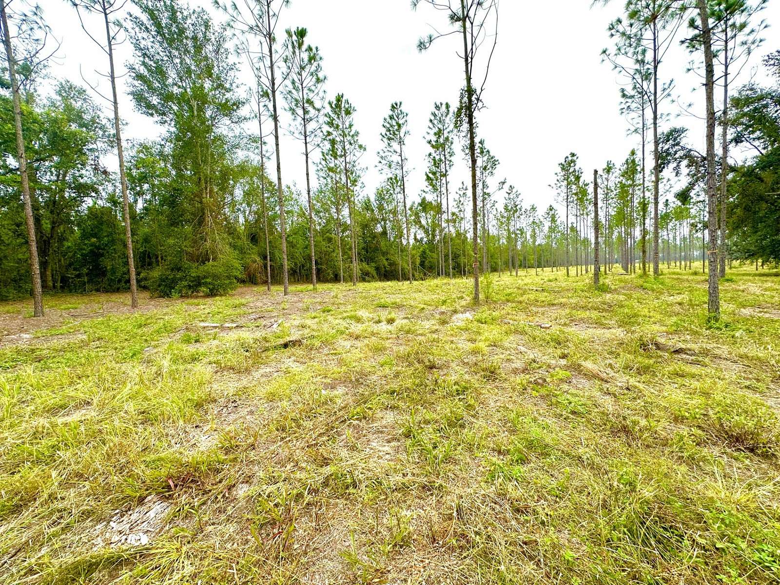 15.6 Acres of Land for Sale in Mayo, Florida