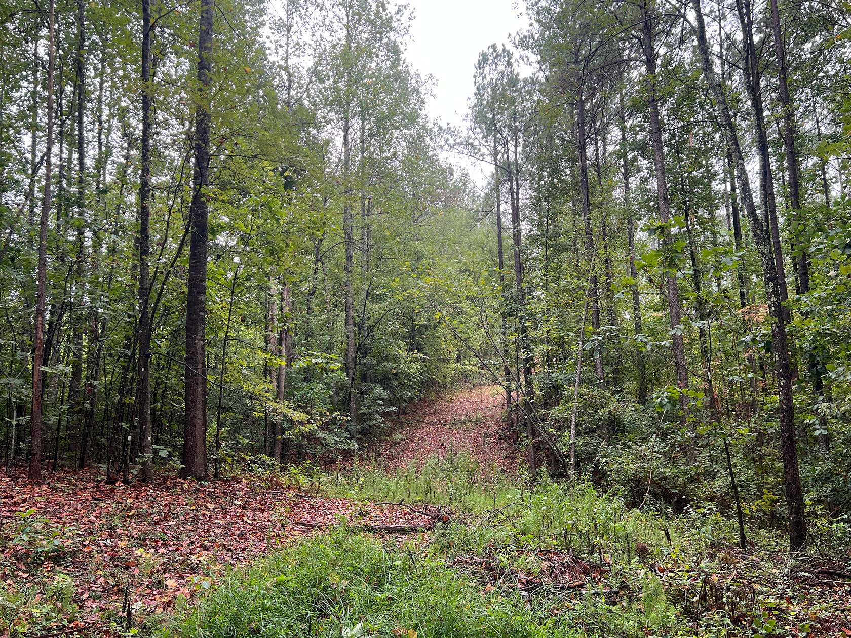 50 Acres of Recreational Land for Sale in Bear Creek, Alabama