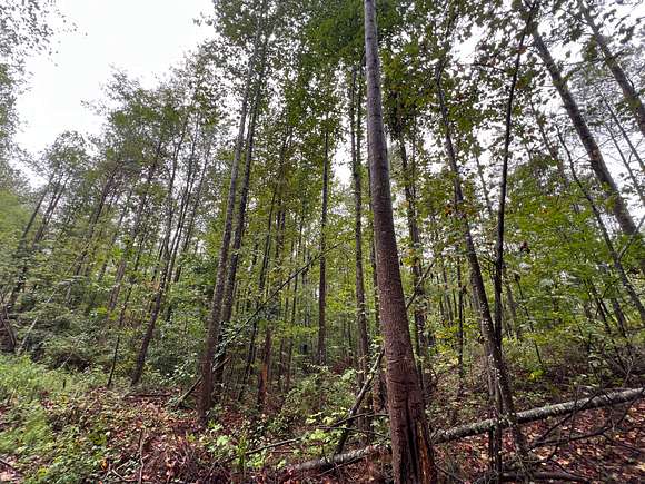 50 Acres of Recreational Land for Sale in Bear Creek, Alabama