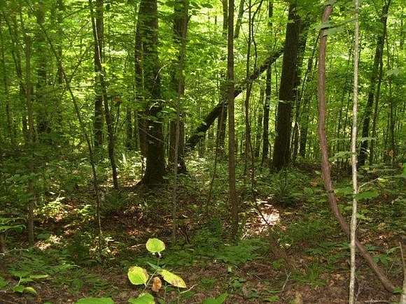 10.12 Acres of Land for Sale in Wilder, Tennessee