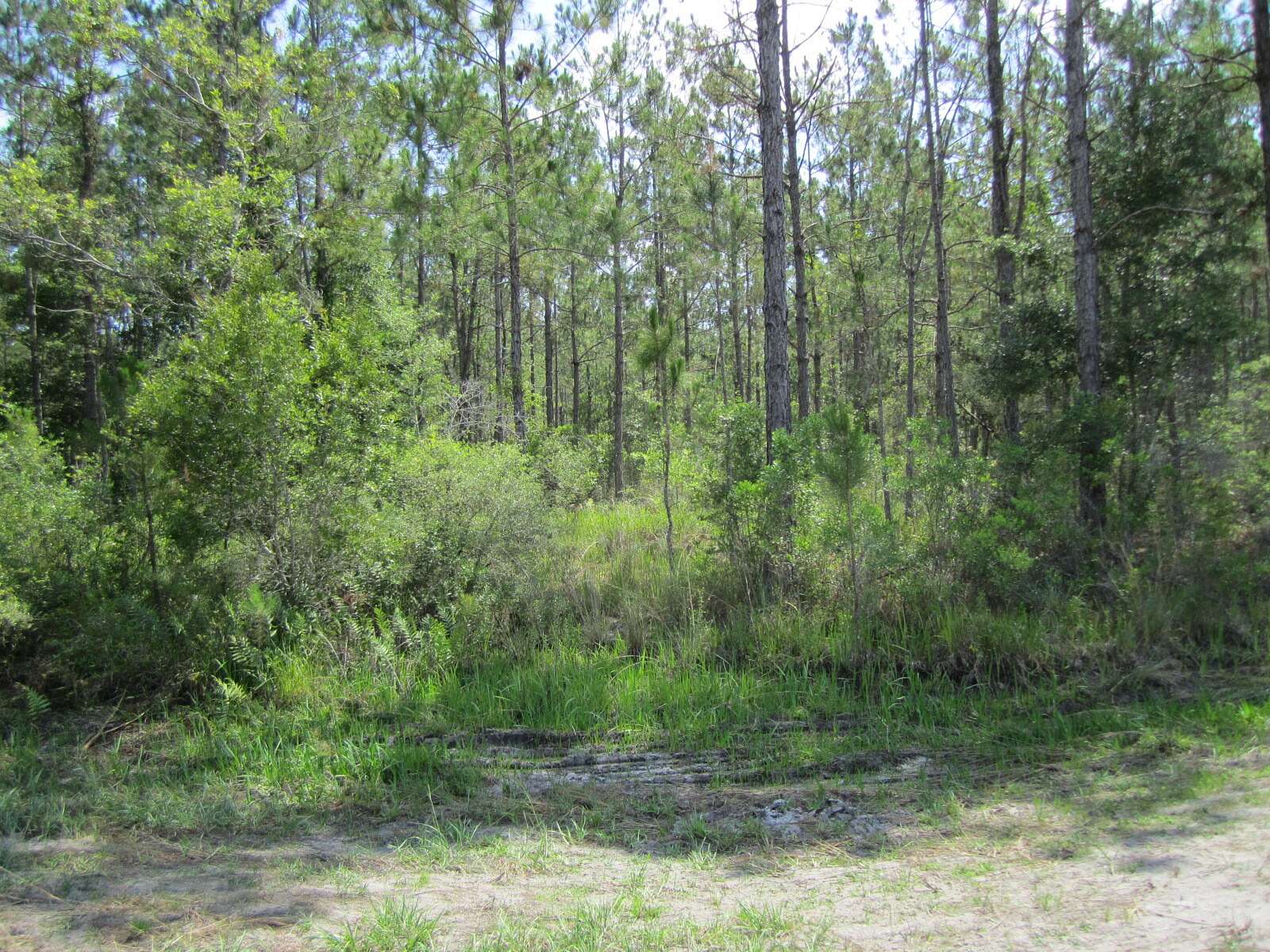 211 Acres of Recreational Land for Sale in Lake Butler, Florida