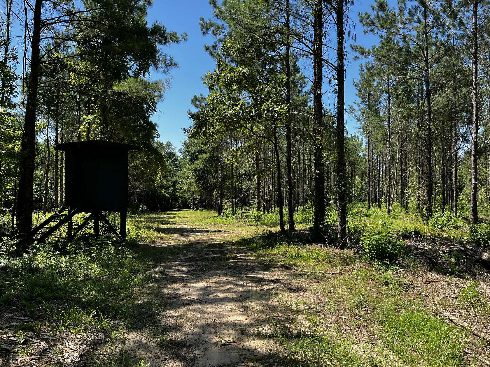 332.3 Acres of Recreational Land for Sale in Bainbridge, Georgia