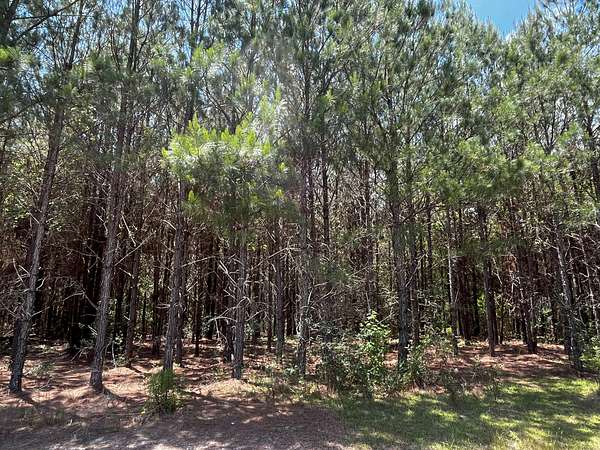402 Acres of Recreational Land for Sale in Geneva, Alabama