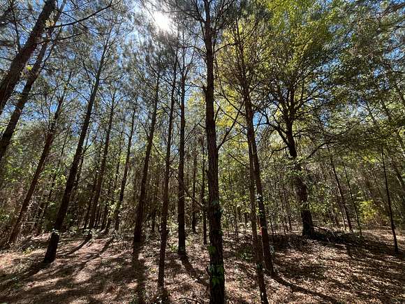 99.5 Acres of Recreational Land for Sale in Colquitt, Georgia