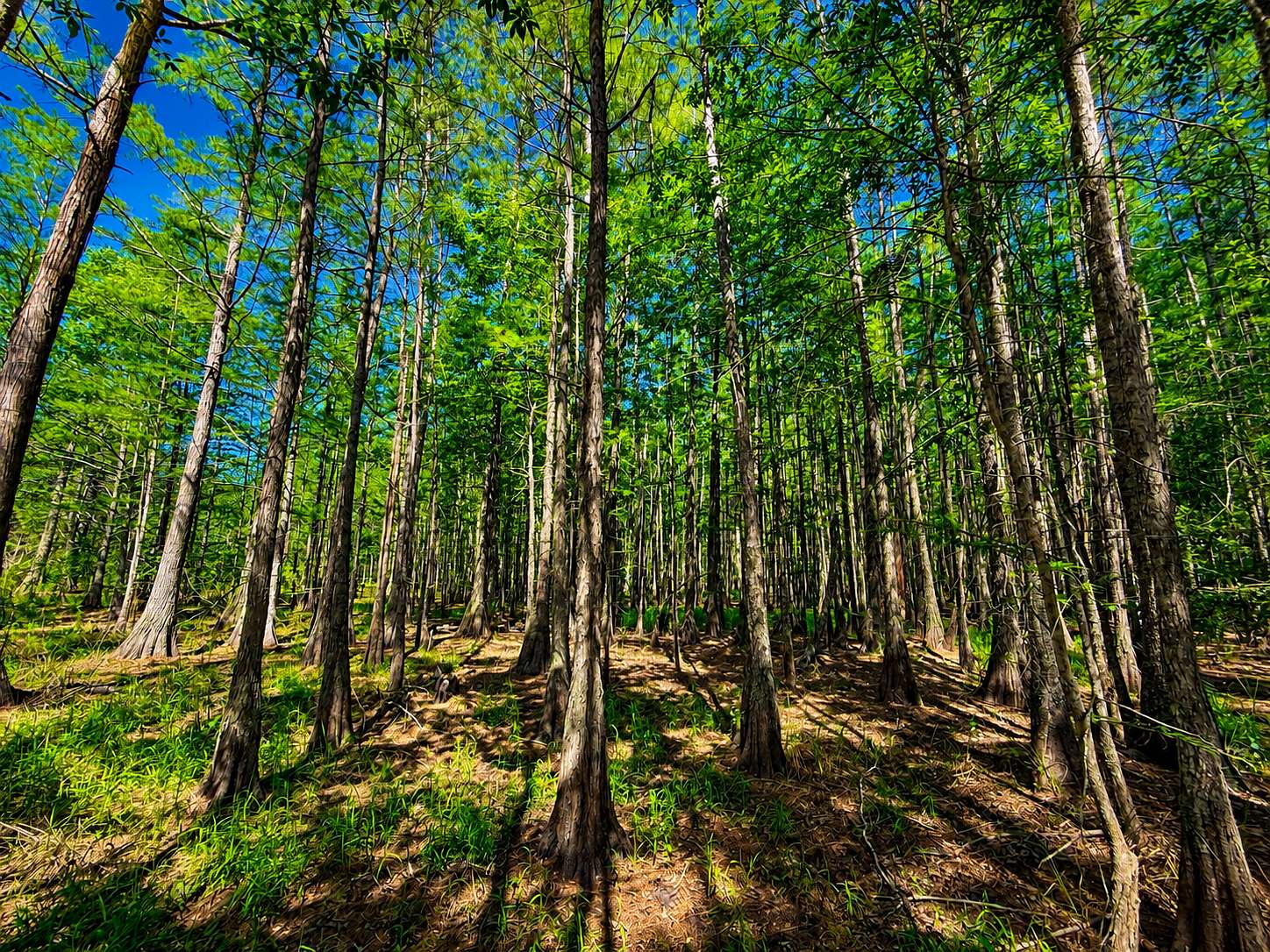 211 Acres of Recreational Land for Sale in Colquitt, Georgia