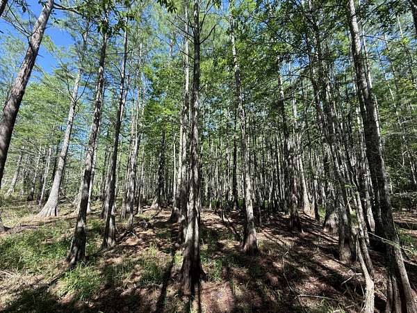 211 Acres of Recreational Land for Sale in Colquitt, Georgia