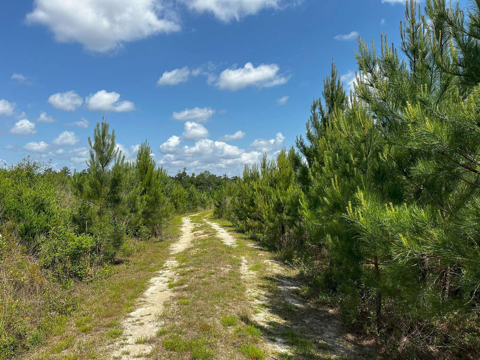 188 Acres of Recreational Land & Farm for Sale in Marianna, Florida