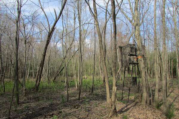 230 Acres of Land for Sale in Bishopville, South Carolina