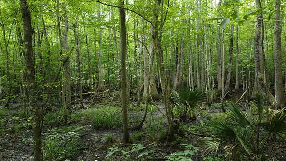 250 Acres of Recreational Land for Sale in Sniders Crossroads, South Carolina