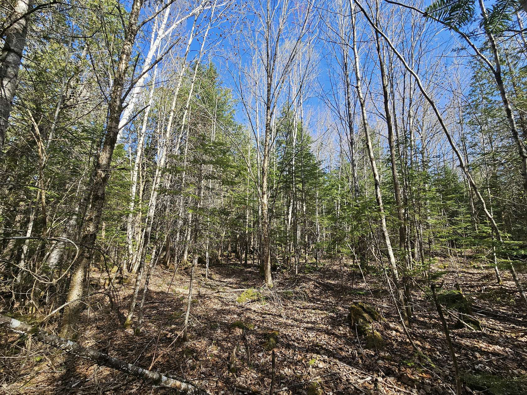 66 Acres of Recreational Land for Sale in Lagrange, Maine