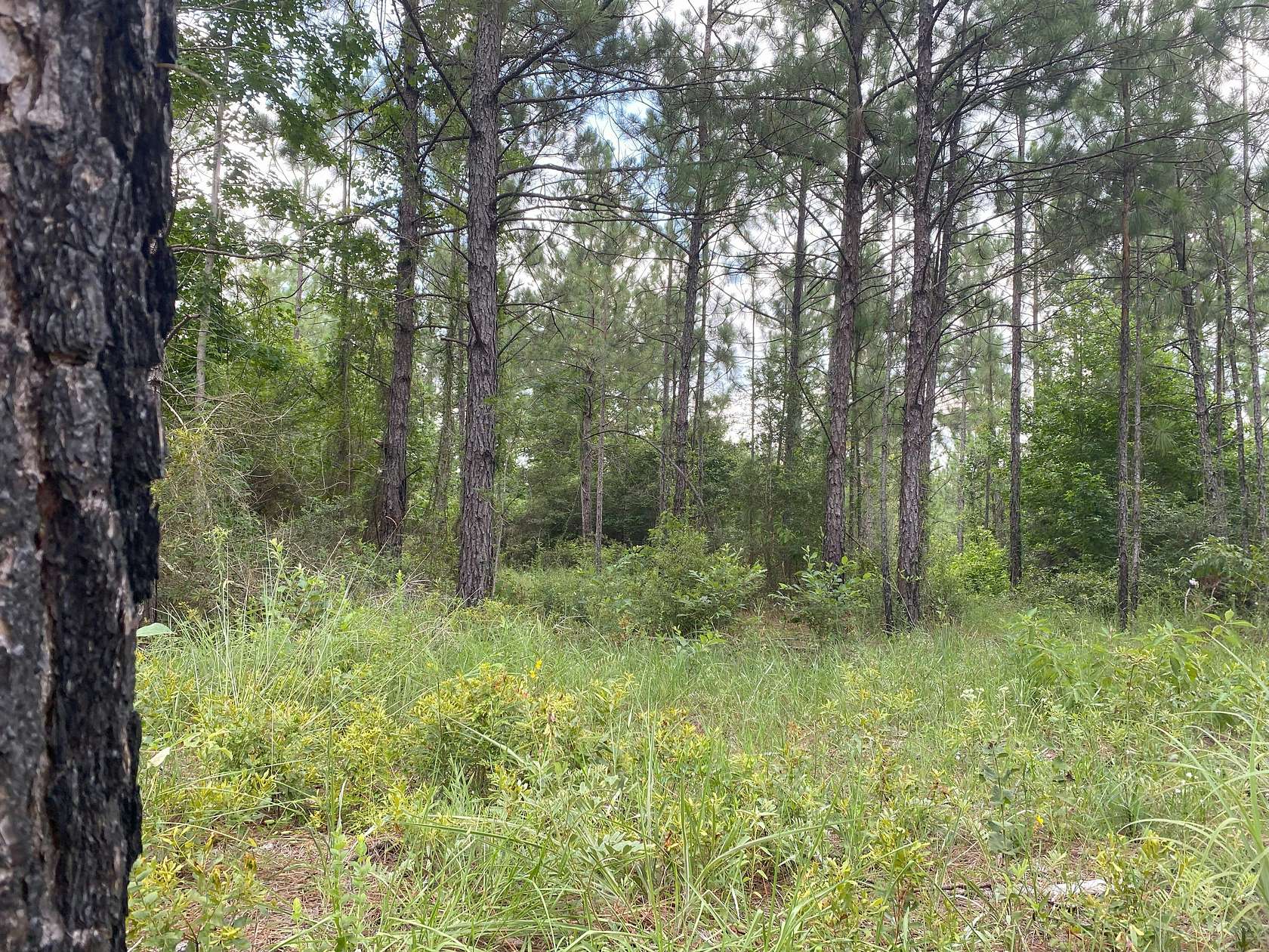 12.4 Acres of Land for Sale in Elizabeth, Louisiana