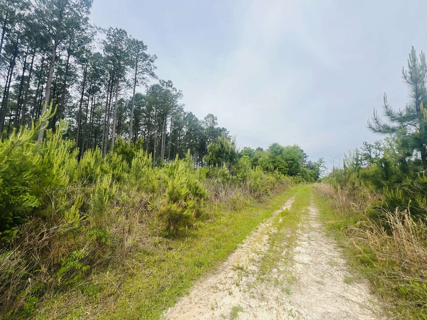 312 Acres of Recreational Land for Sale in Dublin, Georgia