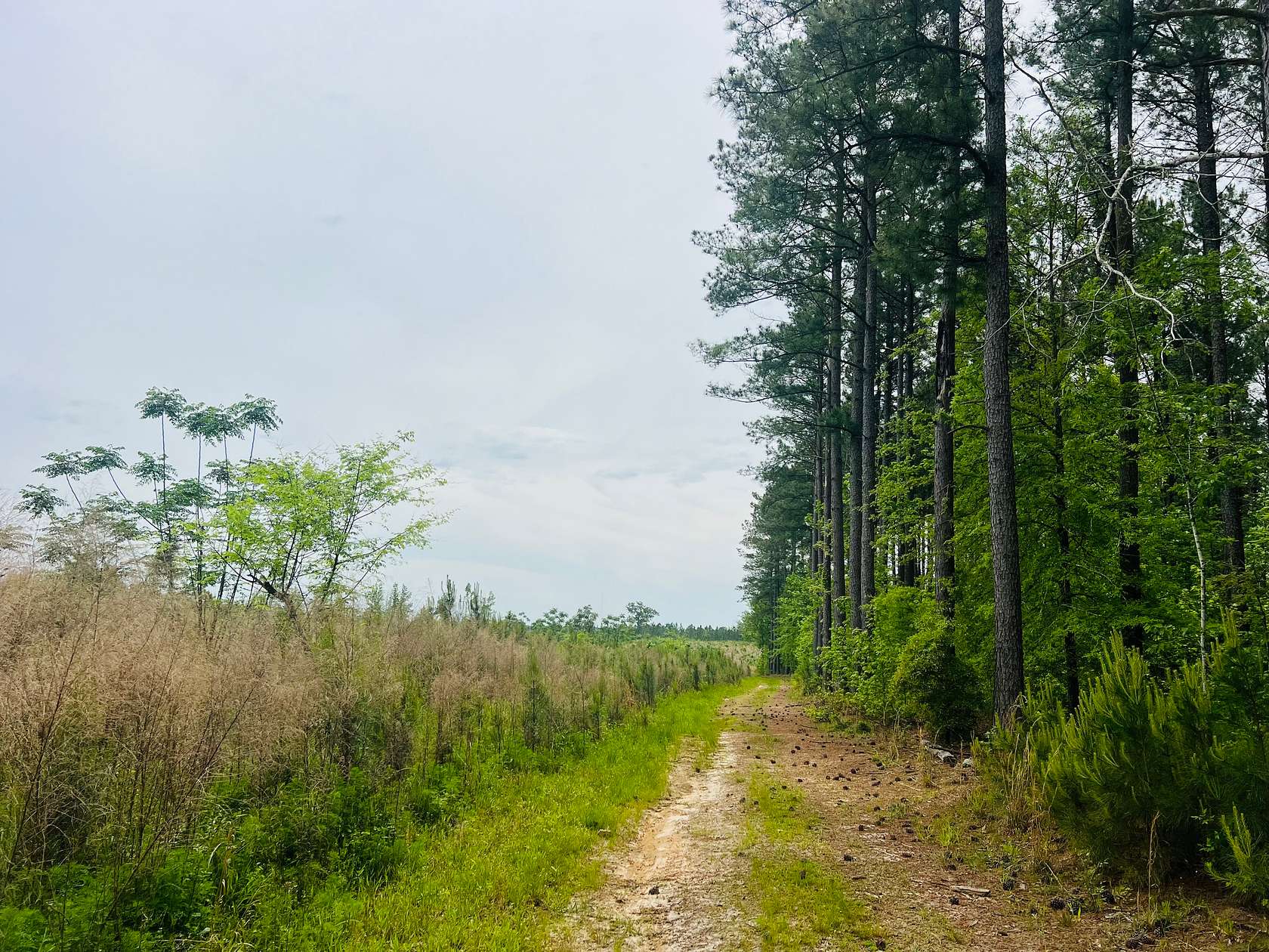 312 Acres of Recreational Land for Sale in Dublin, Georgia