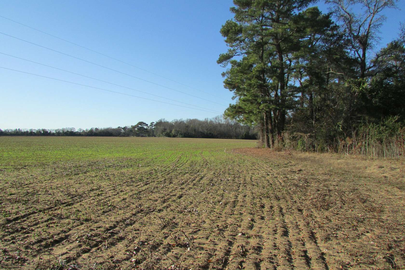 32 Acres of Land for Sale in Timmonsville, South Carolina