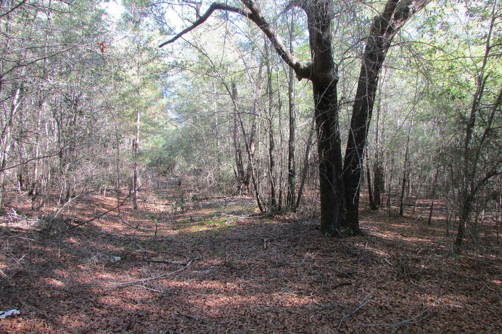 117.64 Acres of Land for Sale in Saint Charles, South Carolina