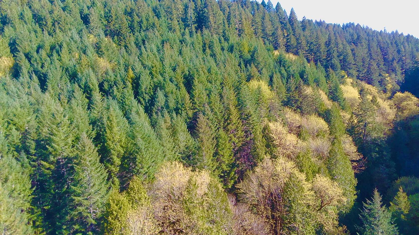 39.6 Acres of Recreational Land for Sale in Alsea, Oregon