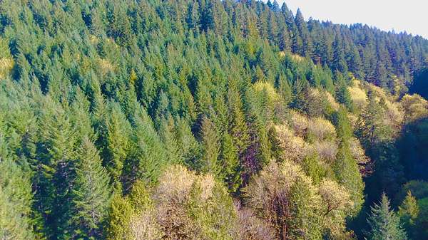 39.6 Acres of Recreational Land for Sale in Alsea, Oregon