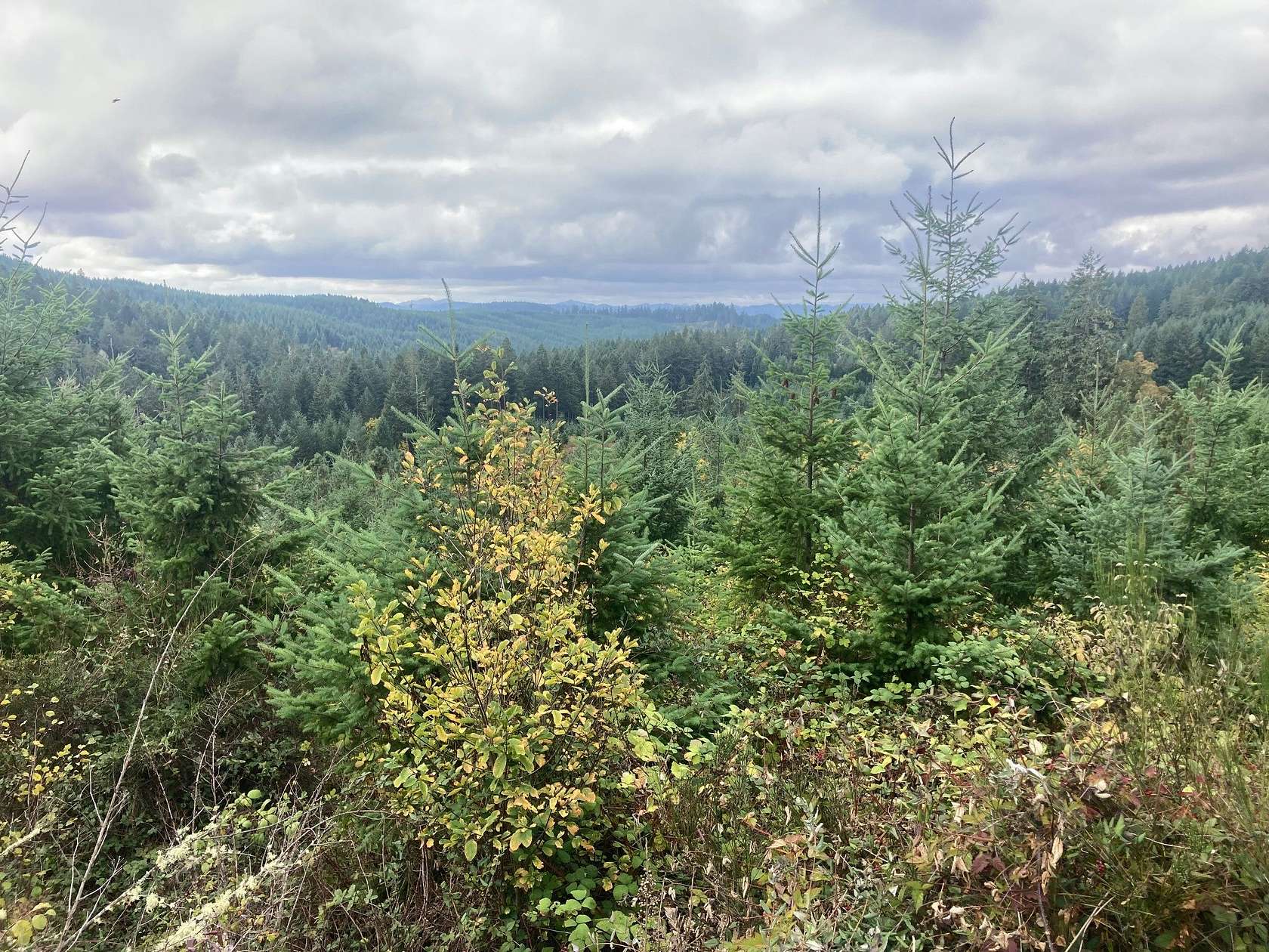 54 Acres of Recreational Land for Sale in Cottage Grove, Oregon