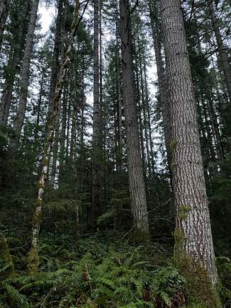 38.8 Acres of Recreational Land for Sale in Vernonia, Oregon