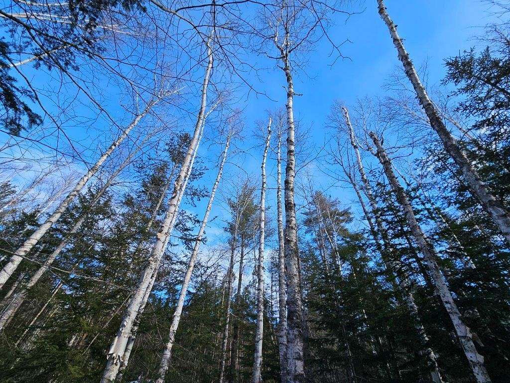 250 Acres of Recreational Land for Sale in Otis, Maine