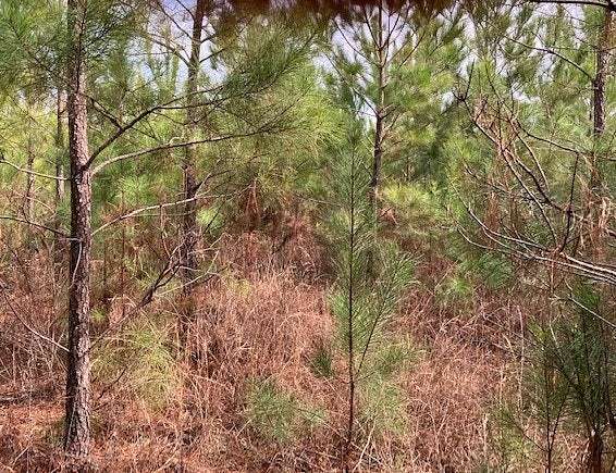 198 Acres of Recreational Land for Sale in Dadeville, Alabama