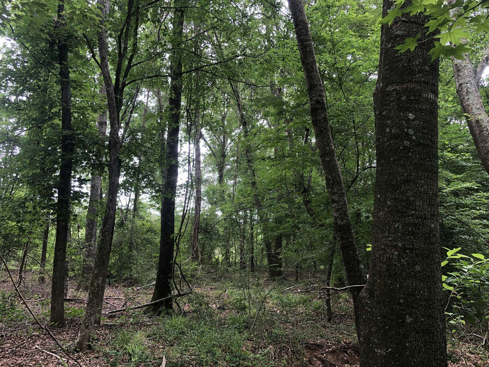 324 Acres of Recreational Land for Sale in Palestine, Texas