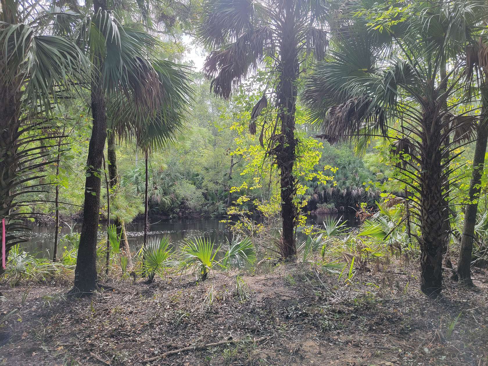 0.85 Acres of Residential Land for Sale in Steinhatchee, Florida