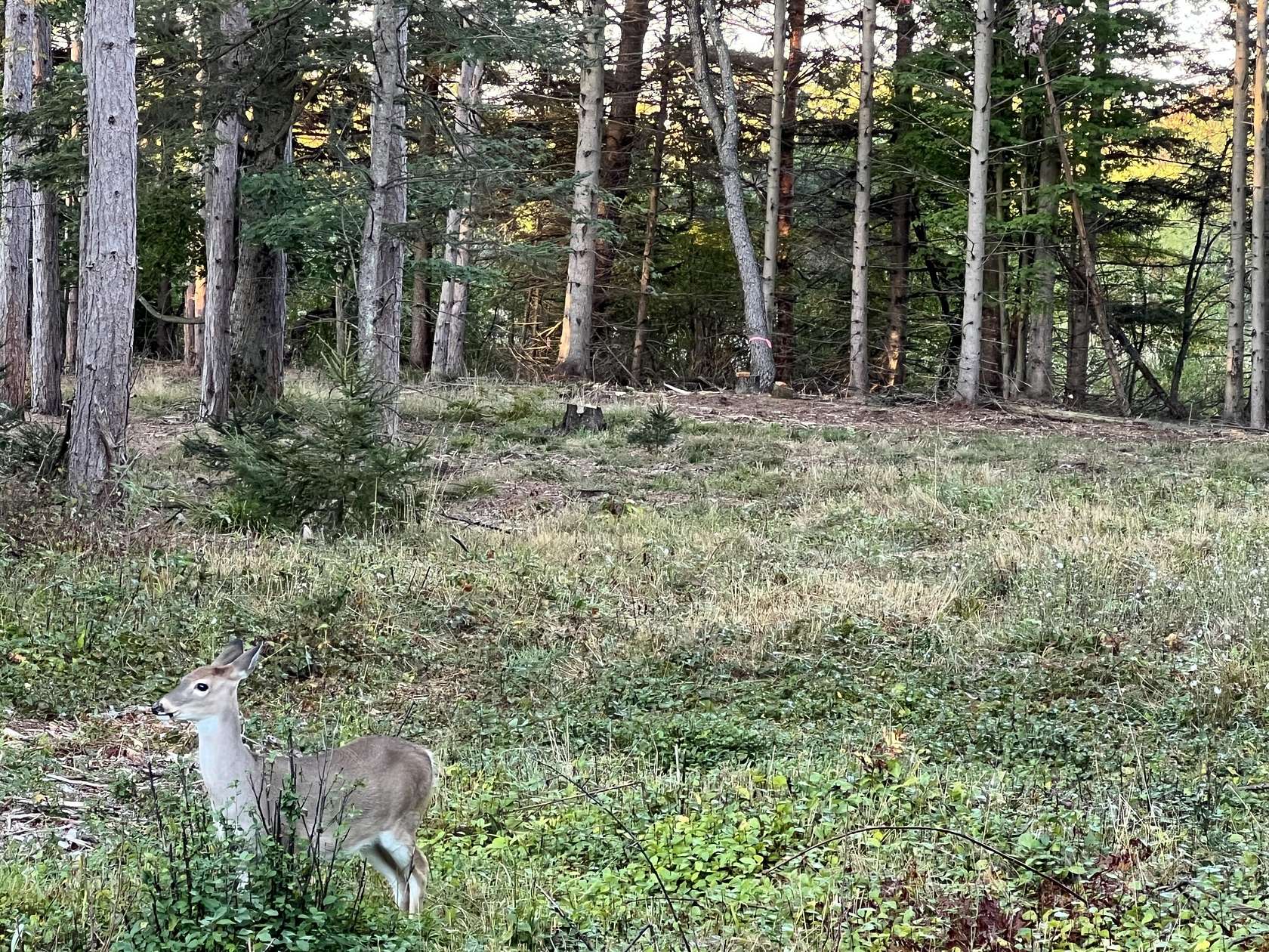 1.04 Acres of Residential Land for Sale in Ludington, Michigan