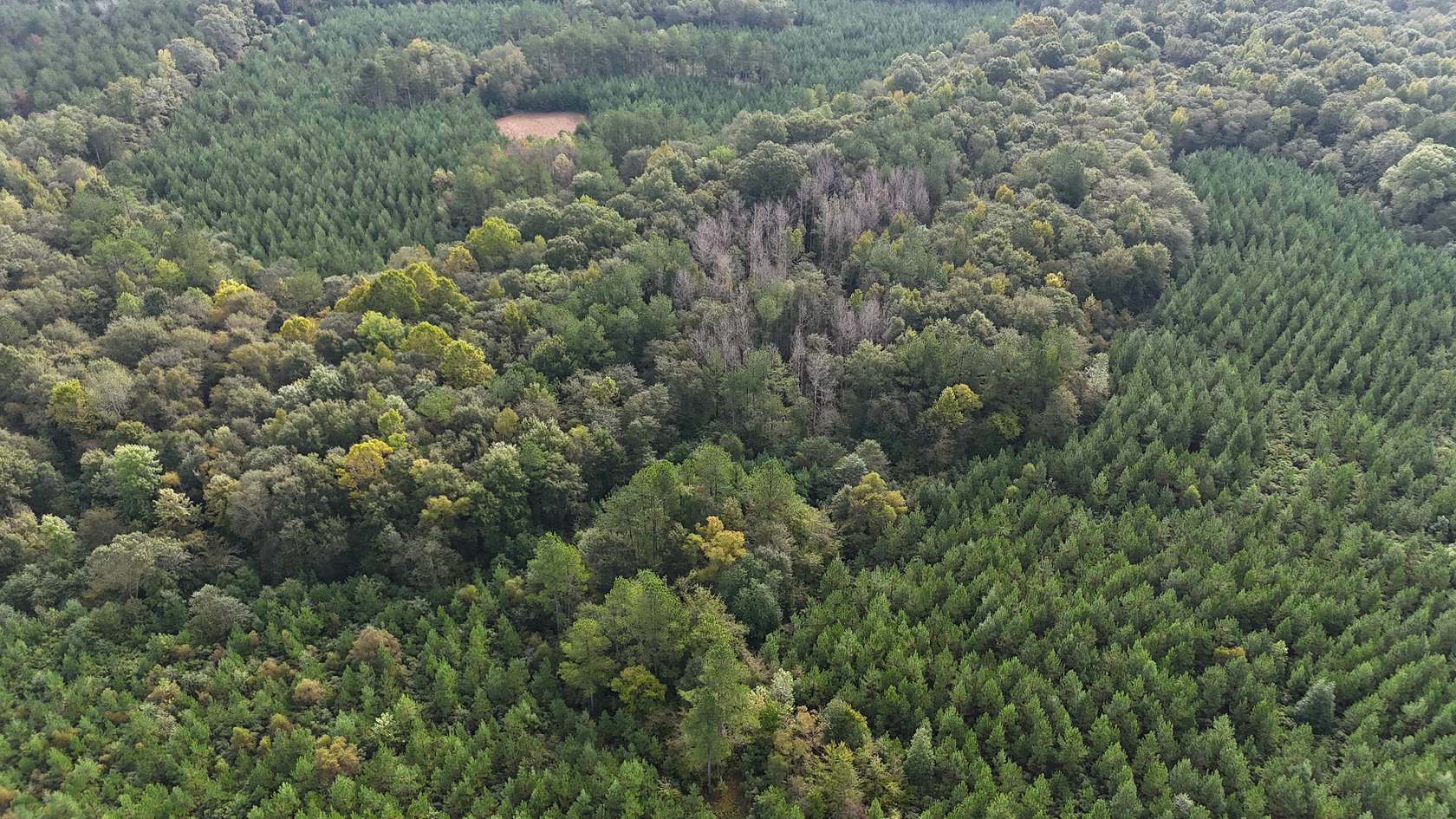 63 Acres of Recreational Land for Sale in Troy, Alabama