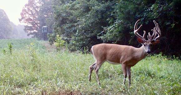 57.84 Acres of Land for Sale in Saulsbury, Tennessee