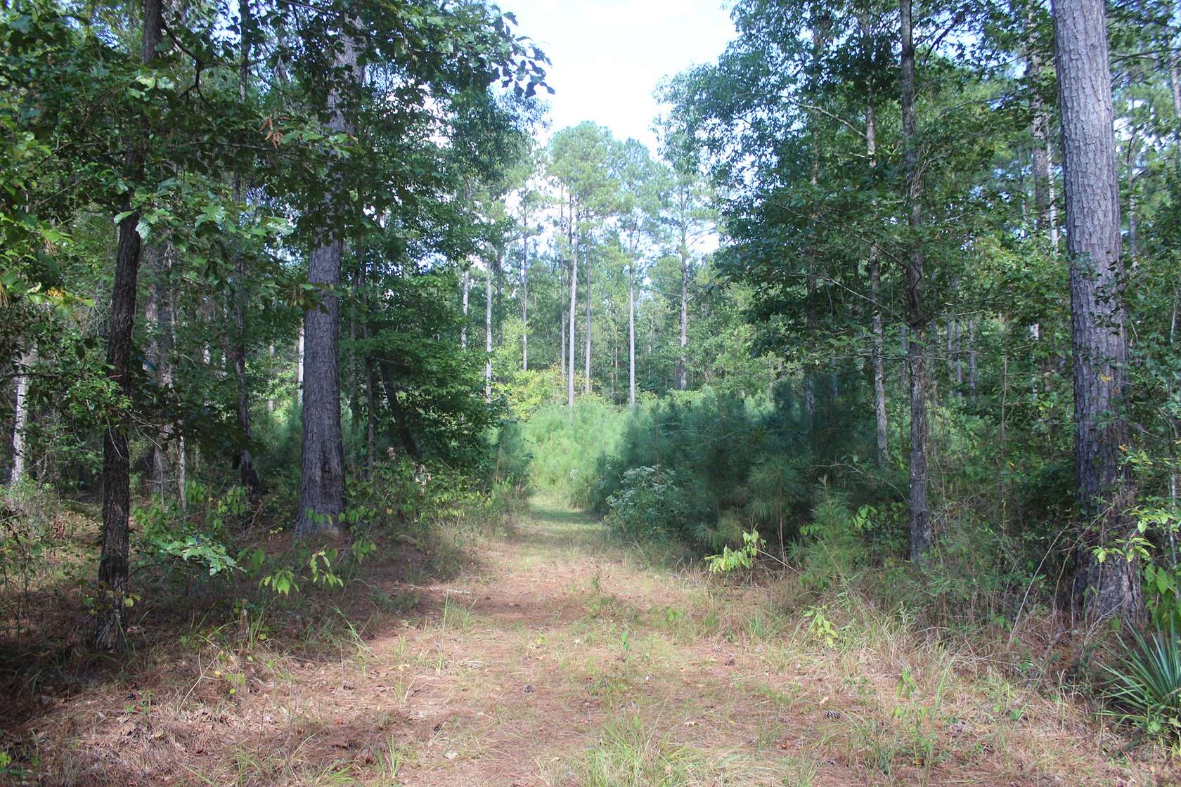 9.05 Acres of Land for Sale in Bogue Chitto, Mississippi