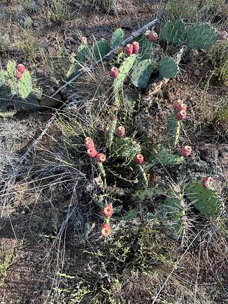 One of many little cactuses blooming in August