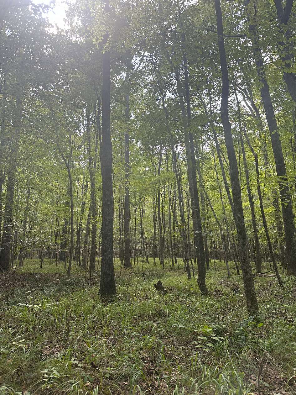 37 Acres of Recreational Land with Home for Sale in Fayette, Alabama